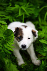 Cute puppy on green grass