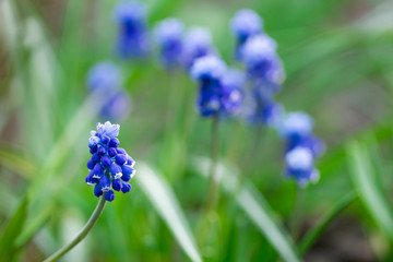 Blue flowers of hyacinth in garden