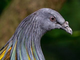 Closeup Nicobar Pigeon (Caloenas nicobarica) face with green nature blurred background.