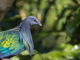 Closeup Nicobar Pigeon (Caloenas nicobarica) face with green nature blurred background.