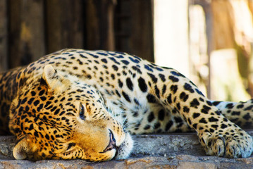 beautiful leopard