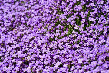 Blaukissen - aubrieta cultorum