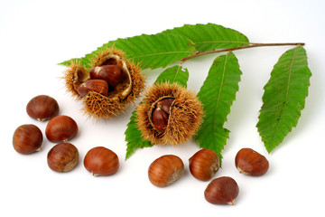 Chestnuts (Castanea sativa)