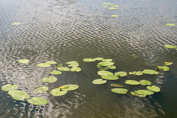 lily flower in the water.