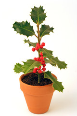 Holly sprig. (Ilex aquifolium)