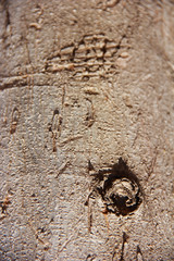 texture of the surface of an old tree with a cracks, stains and patterns
