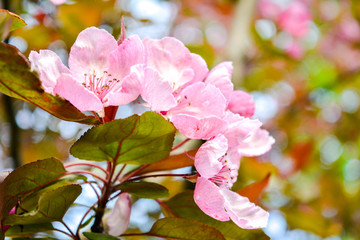 Close up Cherry tree branch with pink flowers