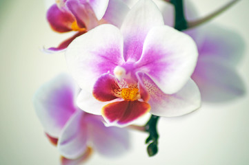 orchidee