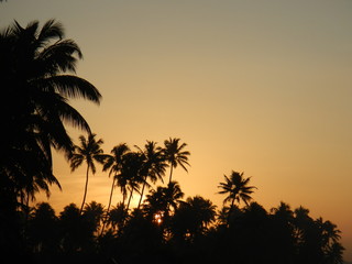 Fototapeta na wymiar black palm trees on yellow orange sunset background