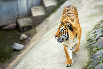 Beautiful amur tiger