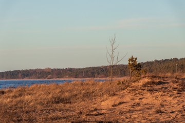 Fototapeta premium Calm Baltic sea seashore beach background in golden hour