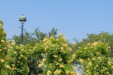 rose garden in Yokohama city