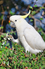 Australian white cockatoo eating from plant