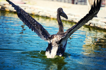 pelican