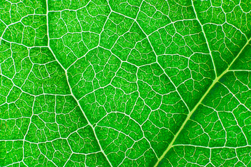 Green nerved leaf with abstract pattern. Abstract background for botany, biology and ecology. Horizontal with copy space. Macro