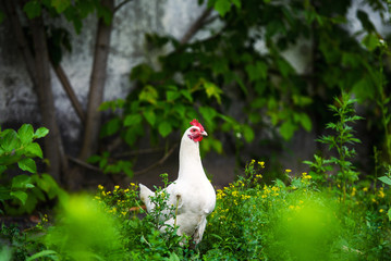 chicken on a farm