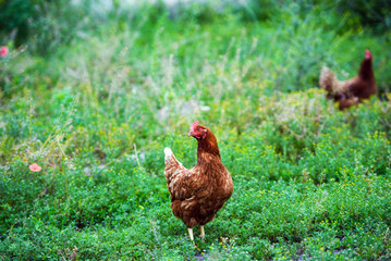 chicken on a farm