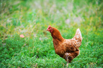 chicken on a farm