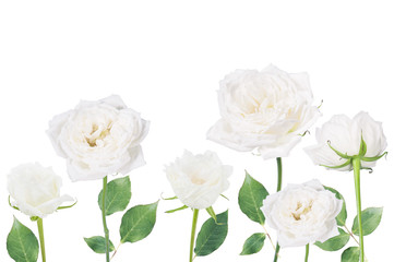 white rose isolated over white background