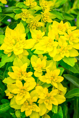 Blooming little yellow meadow flower in the garden