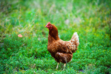 chicken on a farm