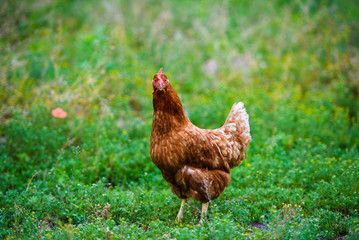 chicken on a farm