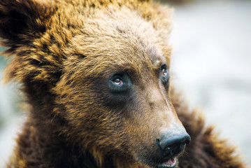 Brown bear portrait