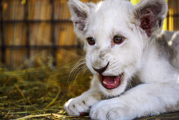 white lion cub