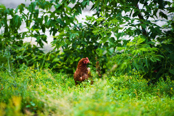 chicken on a farm