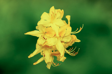 Nahaufnahme isolierter gelben Bl&uuml;ten eines Rhododendron vor unscharfem gr&uuml;nen bokeh Hintergrund mit starkem Kontrast