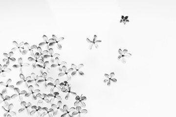 Lilac flowers laid out on a white background. Black and white image. Template for postcards.