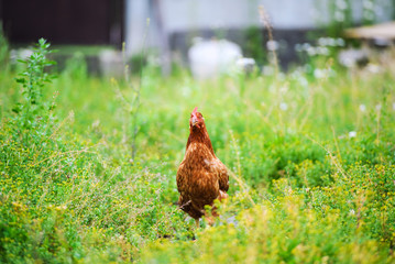 chicken