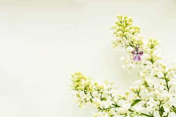 A branch of white lilac on a light background, with one lilac five-leafed.