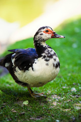 Duck on a green meadow