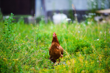 chicken on a farm
