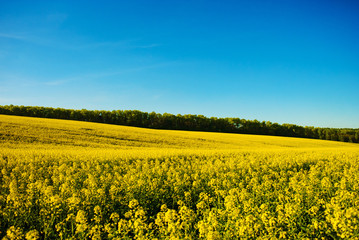 Fototapeta premium field of yellow rapeseed against the blue sky