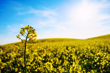 field of yellow rapeseed against the blue sky