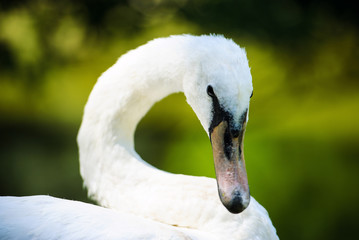 Beautiful young swan