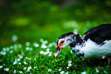 Duck on green grass