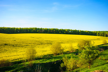 Fototapeta na wymiar field of yellow rapeseed against the blue sky
