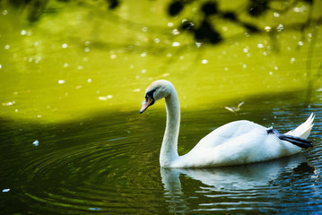 Beautiful young swans in lake