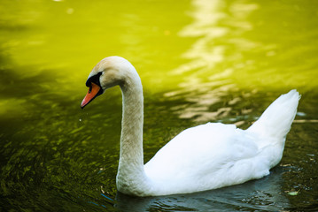 Beautiful young swans in lake