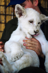 white lion cub in the hands of man