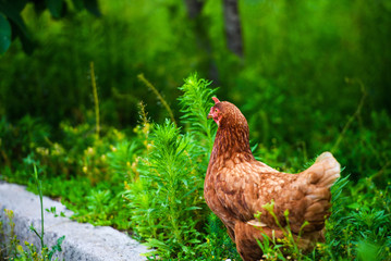 chicken on a farm