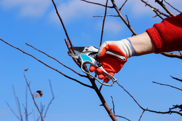 pruning fruit tree