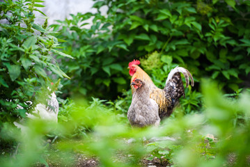 chicken