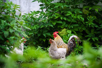 chicken on a farm