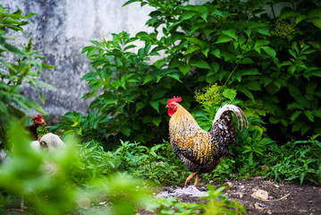 chicken on a farm