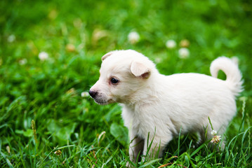 Cute puppy on green grass