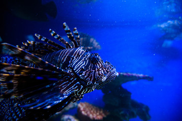 Wonderful and beautiful underwater world with corals and tropical fish.